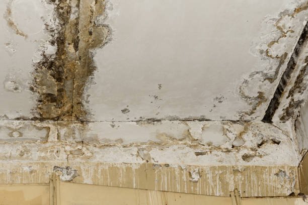 Best Mold Remediation for Healthcare Facilities  in Cedar Glen Lakes, NJ