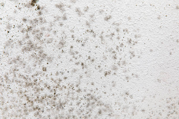 Best Forensic Mold Investigation  in Cedar Glen Lakes, NJ
