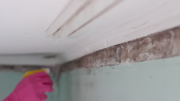 Professional Mold Removal in Cedar Glen Lakes, NJ